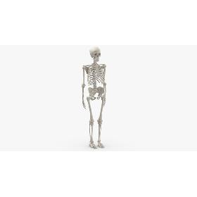 3D Real Human Woman Skeleton Bones Anatomy 01 white